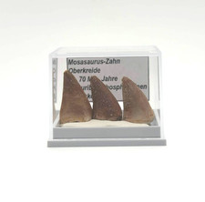★ 3 schöne Mosasaurus