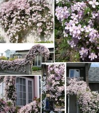 Stecklinge Clematis Set winterharte Pflanzen Blumen für den Garten Mix Deko !