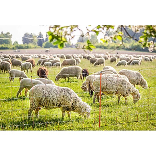 Schafnetz topline netz mit - schafnetz,