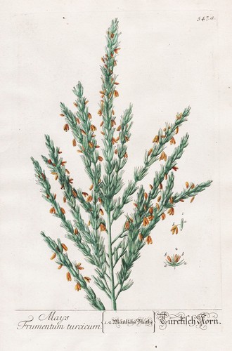 Mais zea mays maize - mays, kukuruz
