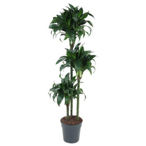 Drachenbaum dracaena - –,