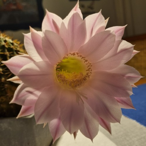 Bauernkaktus echinopsis cereus - bauernkaktus,