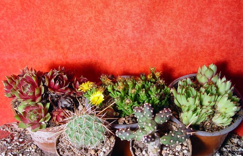 5er set mit opuntia - mit, u