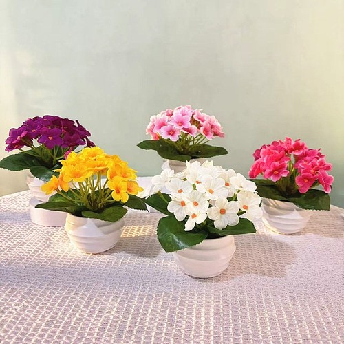 Violette blume bonsai - violette,