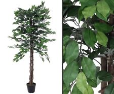 Ficus Benjamini 150cm Multi