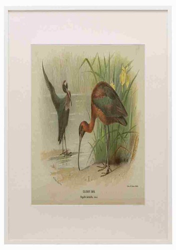 Thorburn archibald 1885 ibis - thorburn,