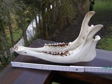 Unterkiefer rothirsch 25cm - rothirsch., 25cm.