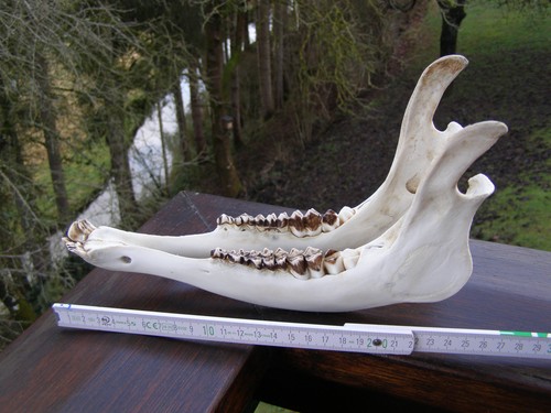 Unterkiefer rothirsch 25cm - rothirsch., 25cm.