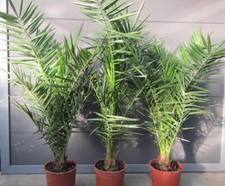 Phoenix canariensis - Kanarische Dattelpalme - Pflanzen 90-120cm bis -5°C Frost