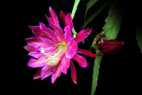 Epiphyllum epicactushybride - epiphyllum,