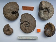 Oberkreide ammoniten und - ammoniten,