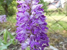 Samen orchis militaris - samen,