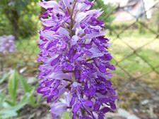 Samen Orchis militaris Helm-Knabenkraut gartenorchidee DE