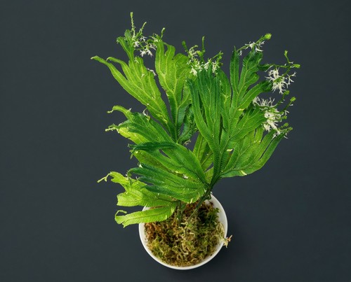 Selaginella grandis