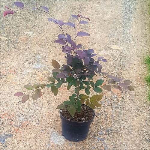 Blutbuche fagus sylvatica - blutbuche,