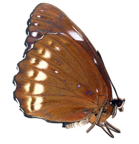 Lepidoptera nymphalidae - lepidoptera,,