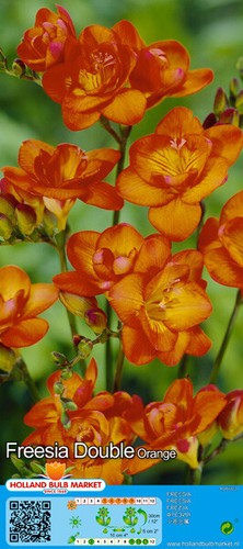 Freesia - ,