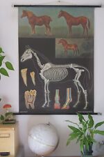 VINTAGE | SCHULWANDKARTE PFERD