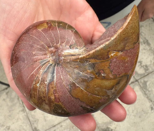 Peripetoceras wanneri - ,