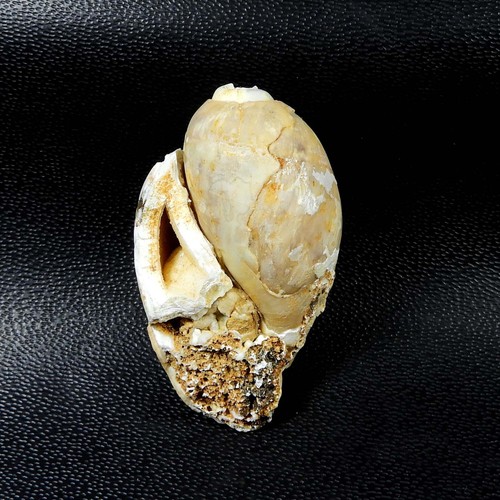 Schnecke fossil druzy cabochon - schnecke,