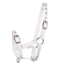 Fohlenhalfter Halfter