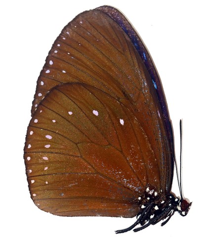Lepidoptera nymphalidae - lepidoptera,,
