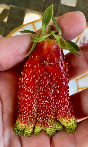 Erdbeeren pflanzen seltene - erdbeeren,