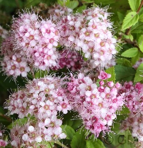 10x rosa zwerg - zwerg, little