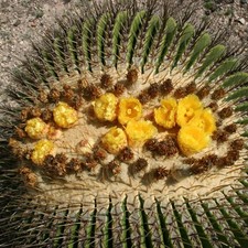 Echinocactus platyacanthus