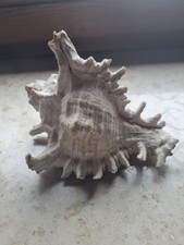 Natürliche Große Riesenmuschel Trompete echte Muschel Meeresschnecke 17 cm lang