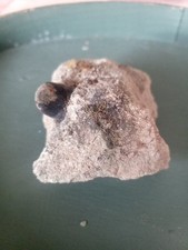 Versteinerungen Fossilien