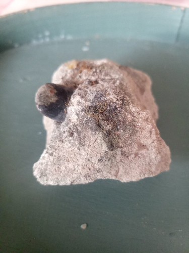 Versteinerungen fossilien - versteinerungen,