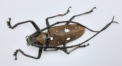 Cerambycidae batocera - cerambycidae,,