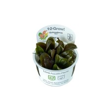 Tropica Echinodorus Reni Garnelen Aquarium In-Vitro - niedrige rote Echinodorus