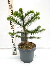 Araucaria araucana 40-50cm
