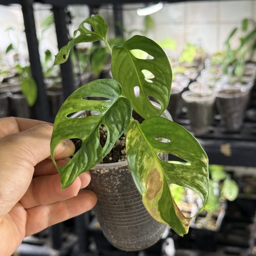 Monstera adansonii aurea