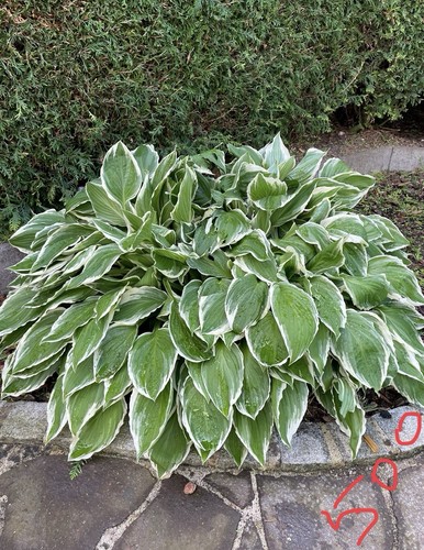 Hosta funkie - hosta,