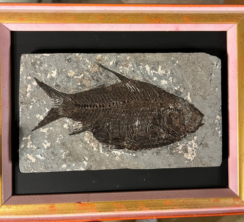 Jianghanichthys hubeiensis