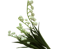 Maiglöckchen künstlich 5