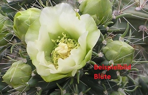 Cylindropuntia imbricata white - imbricata,