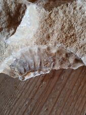 Fossilien aus Sylt.