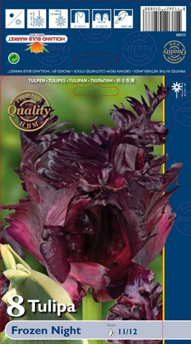 Tulpen - ,