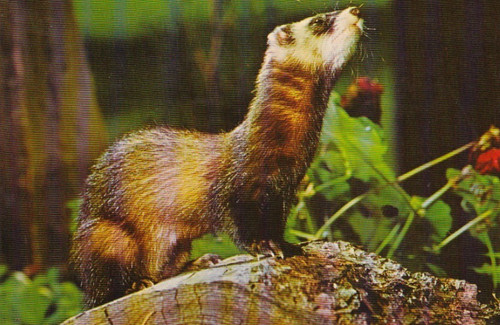 Wildlife postkarte - ,