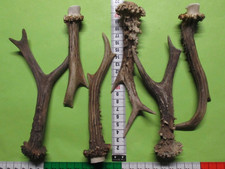 Rehstangen    Hirschhorn