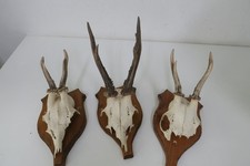 3  kleine  Geweihe - Rehbock -  Rehgehörn -  Hörner - Vintage