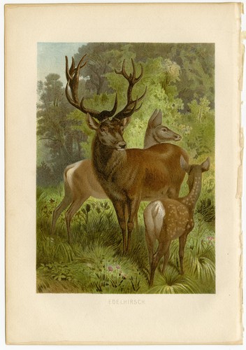 Edelhirsch hirsch wald - edelhirsch,
