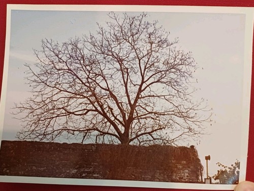 Herxheim berg baum - herxheim,