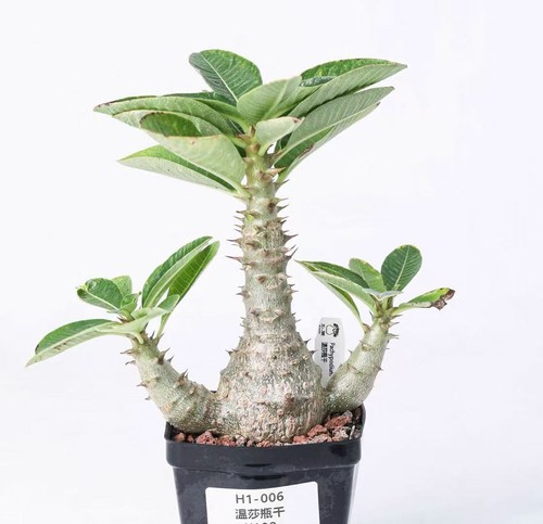 Pot 5cm rare pachypodium - rare,