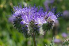 6.000+ Samen Phacelia tanacetifolia Bienenweide Schmetterlingswiese Wildblumen