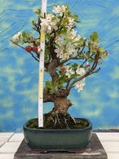 Joe bonsai apfel mallus - joe,